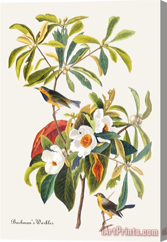 John James Audubon Bachman's Warbler Stretched Canvas Print / Canvas Art