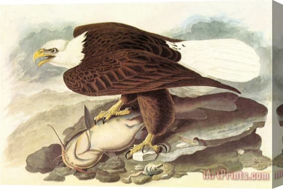 John James Audubon Bald Eagle 2 Stretched Canvas Painting / Canvas Art