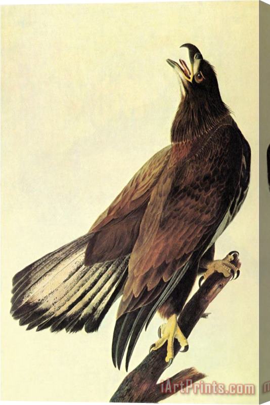 John James Audubon Bald Eagle Stretched Canvas Painting / Canvas Art