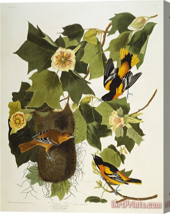 John James Audubon Baltimore Oriole Northern Oriole Icterus Galula From The Birds of America Stretched Canvas Painting / Canvas Art