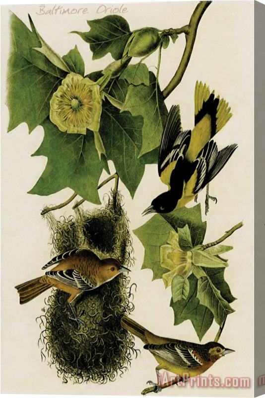 John James Audubon Baltimore Oriole Stretched Canvas Print / Canvas Art