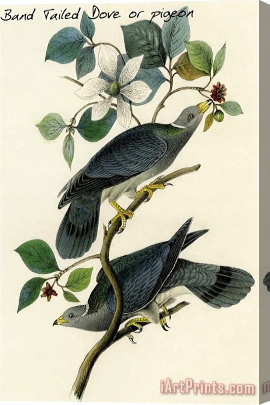 John James Audubon Band Tailed Dove Or Pigeon Stretched Canvas Print / Canvas Art