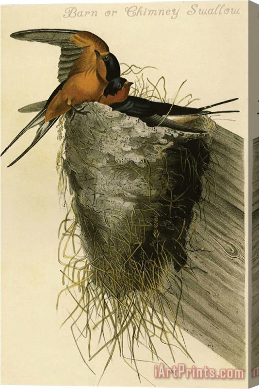 John James Audubon Barn Or Chimney Swallow Stretched Canvas Painting / Canvas Art