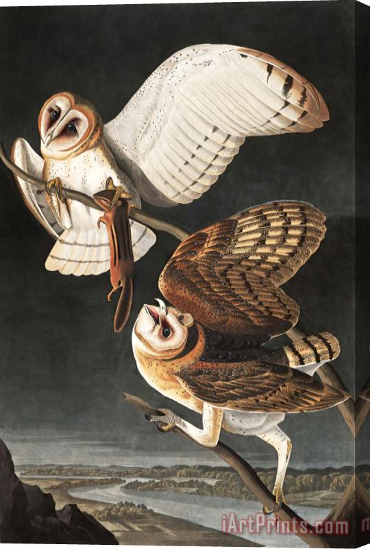 John James Audubon Barn Owl Stretched Canvas Print / Canvas Art