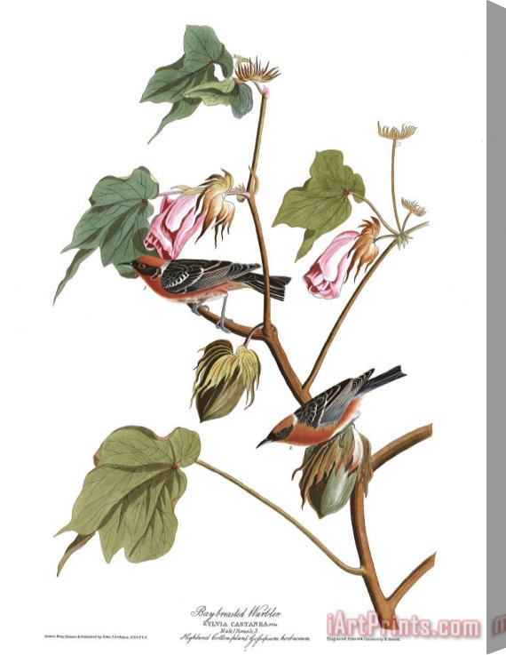 John James Audubon Bay Breasted Warbler Stretched Canvas Print / Canvas Art