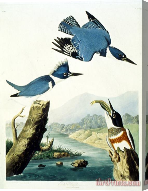 John James Audubon Belted Kingfisher Stretched Canvas Print / Canvas Art