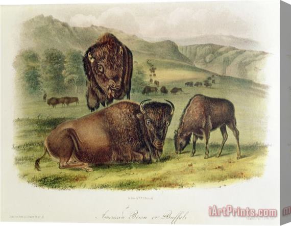 John James Audubon Bison From Quadrupeds of North America 1842 5 Stretched Canvas Painting / Canvas Art