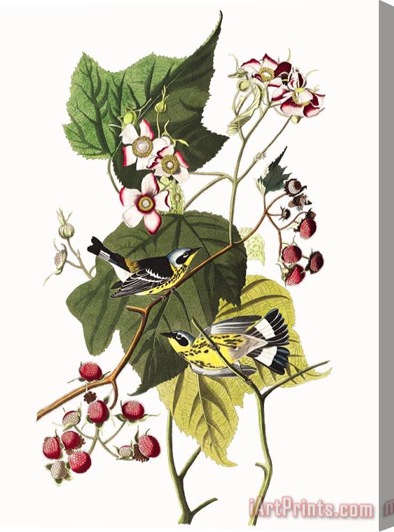 John James Audubon Black & Yellow Warblers Stretched Canvas Print / Canvas Art