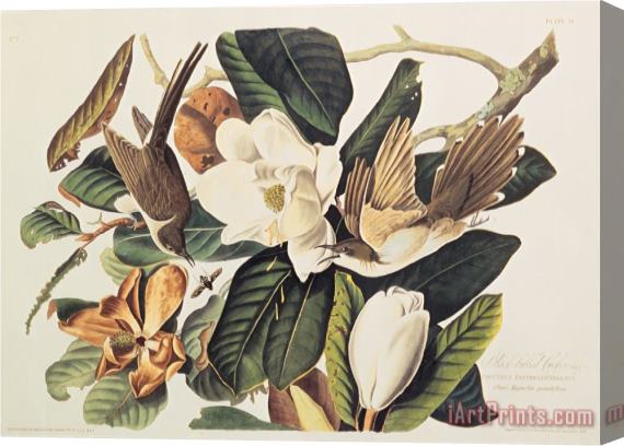 John James Audubon Black Billed Cuckoo on Magnolia Grandiflora 1828 Stretched Canvas Print / Canvas Art