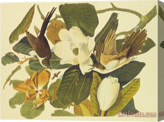 John James Audubon Black Billed Cuckoo Stretched Canvas Painting / Canvas Art