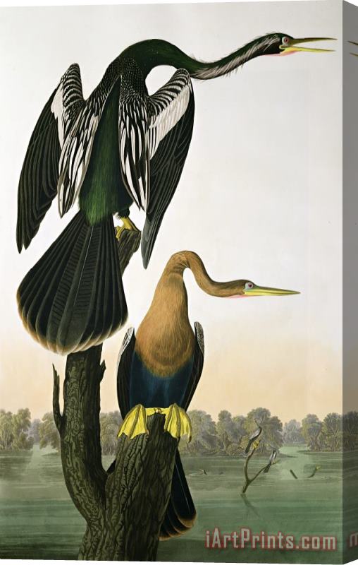 John James Audubon Black Billed Darter Stretched Canvas Painting / Canvas Art