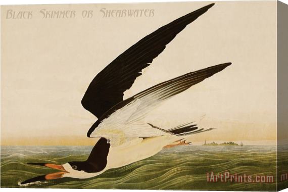 John James Audubon Black Skimmer Or Shearwater Stretched Canvas Painting / Canvas Art