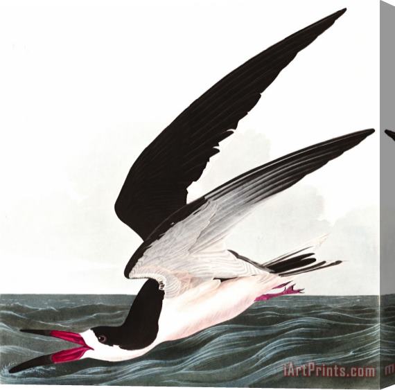 John James Audubon Black Skimmer, Or Shearwater Stretched Canvas Print / Canvas Art