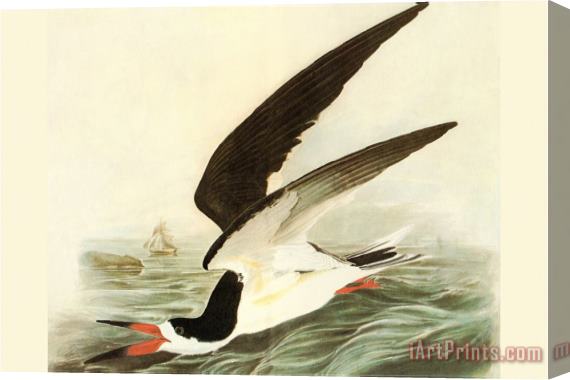 John James Audubon Black Skimmer Stretched Canvas Print / Canvas Art