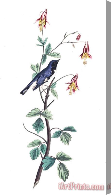 John James Audubon Black Throated Blue Warbler Stretched Canvas Print / Canvas Art