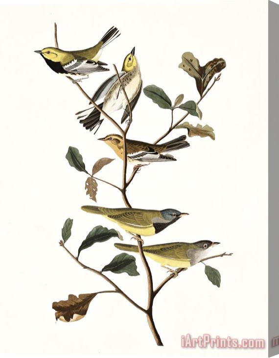 John James Audubon Black Throated Green Warbler, Blackburnian, Mourning Warbler Stretched Canvas Print / Canvas Art
