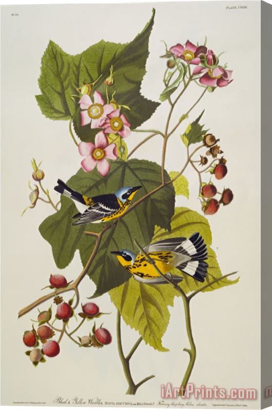 John James Audubon Black Yellow Magnolia Warbler Dendroica Magnolia Plate Cxxiii From The Birds of America Stretched Canvas Painting / Canvas Art