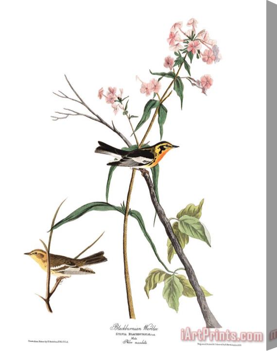 John James Audubon Blackburnian Warbler Stretched Canvas Print / Canvas Art