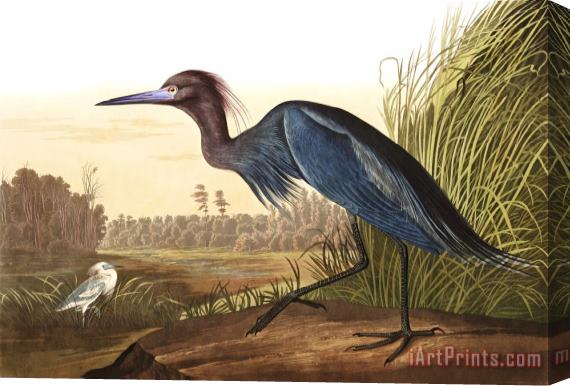 John James Audubon Blue Crane, Or Heron Stretched Canvas Painting / Canvas Art