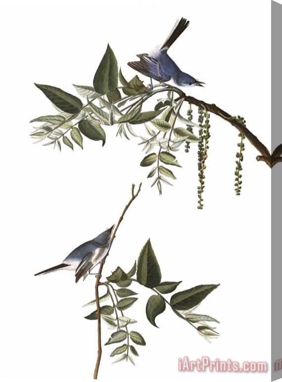 John James Audubon Blue Grey Fly Catcher Stretched Canvas Print / Canvas Art