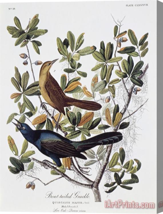 John James Audubon Boat Tailed Grackle Male And Female Stretched Canvas Print / Canvas Art