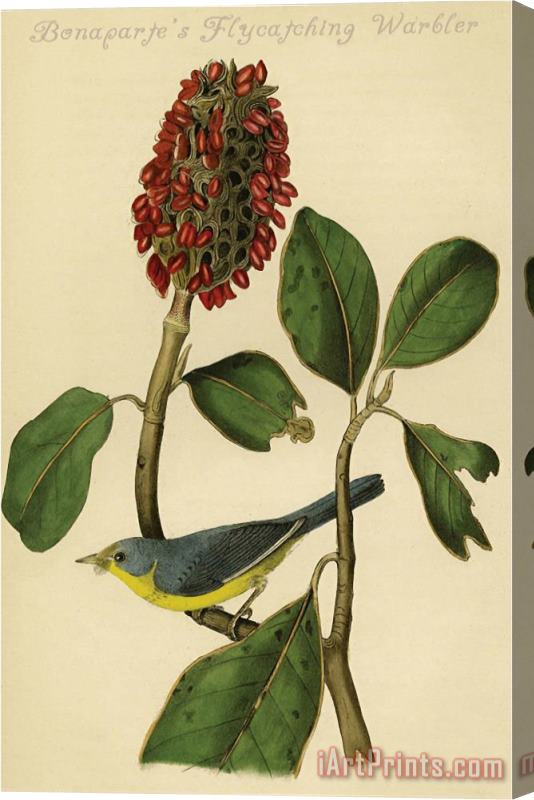 John James Audubon Bonaparte's Flycatching Warbler Stretched Canvas Print / Canvas Art