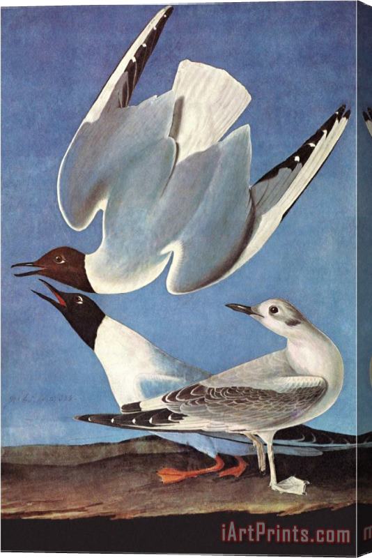 John James Audubon Bonapartes Gull Stretched Canvas Painting / Canvas Art