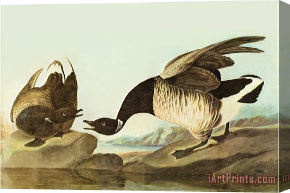 John James Audubon Brant Stretched Canvas Print / Canvas Art