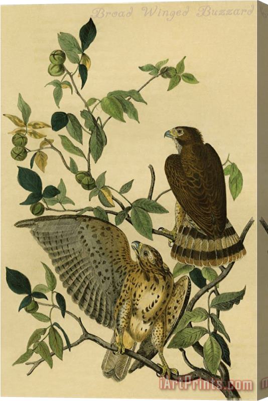 John James Audubon Broad Winged Buzzard Stretched Canvas Print / Canvas Art