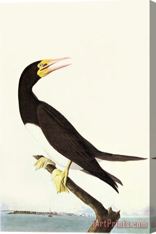 John James Audubon Brown Booby Stretched Canvas Print / Canvas Art