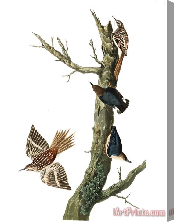 John James Audubon Brown Creeper, Or Californian Nuthatch Stretched Canvas Painting / Canvas Art