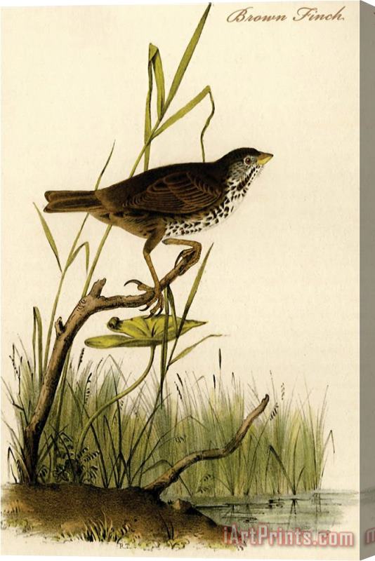 John James Audubon Brown Finch Stretched Canvas Print / Canvas Art