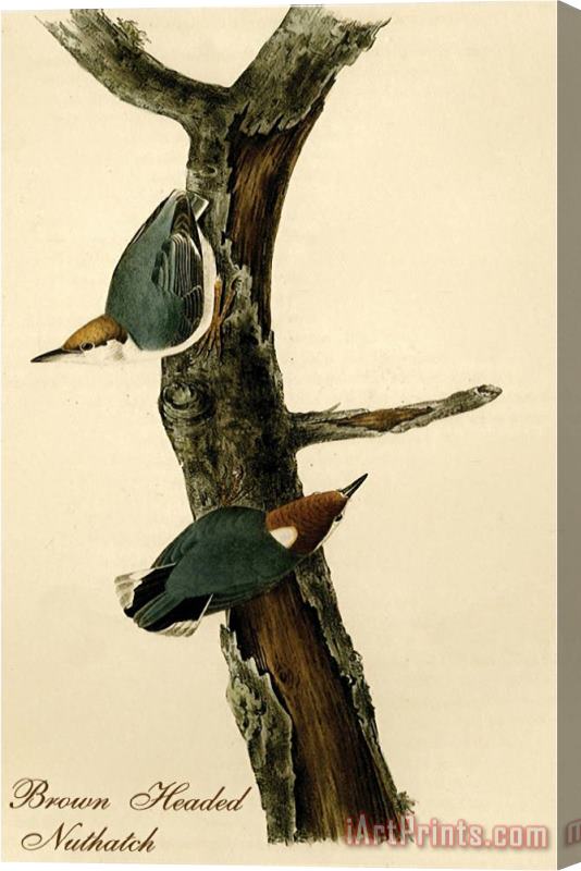 John James Audubon Brown Headed Nuthatch Stretched Canvas Painting / Canvas Art