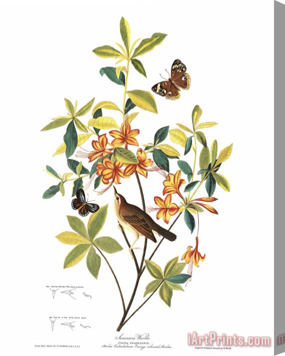 John James Audubon Brown Headed Worm Eating Warbler Stretched Canvas Print / Canvas Art