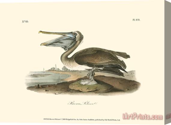 John James Audubon Brown Pelican Stretched Canvas Print / Canvas Art
