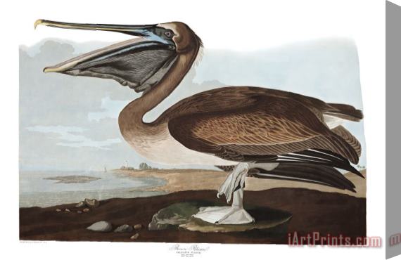 John James Audubon Brown Pelican Stretched Canvas Painting / Canvas Art