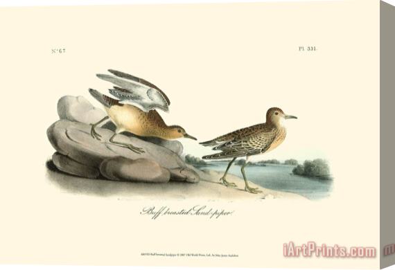 John James Audubon Buff Breasted Sandpiper Stretched Canvas Painting / Canvas Art