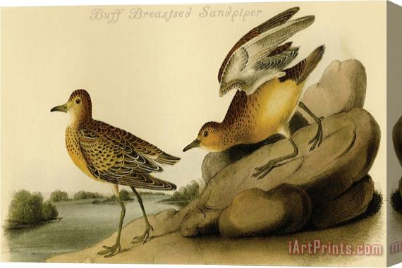 John James Audubon Buff Breastsed Sandpiper Stretched Canvas Painting / Canvas Art