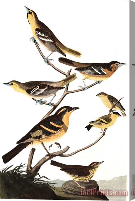 John James Audubon Bullock's Oriole, Baltimore Oriole, Mexican Goldfinch, Varied Thrush, Common Water Thrush Stretched Canvas Print / Canvas Art