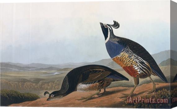 John James Audubon Californian Partridge From Birds of America Engraved by Robert Havell Stretched Canvas Print / Canvas Art
