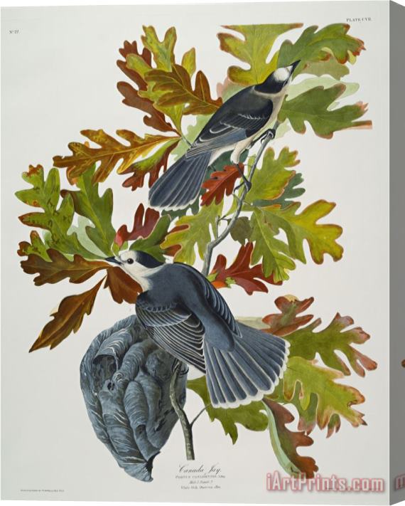 John James Audubon Canada Jay Corvus Canadensis Plate Cvii From The Birds of America Stretched Canvas Painting / Canvas Art