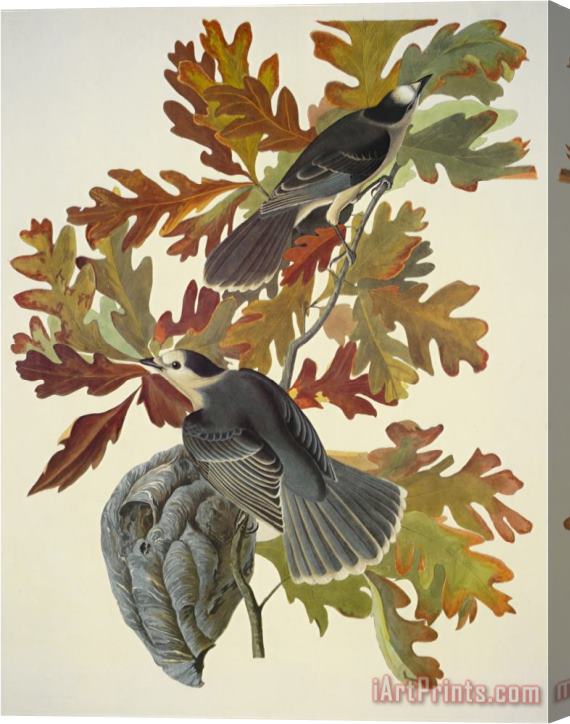 John James Audubon Canada Jay Stretched Canvas Print / Canvas Art