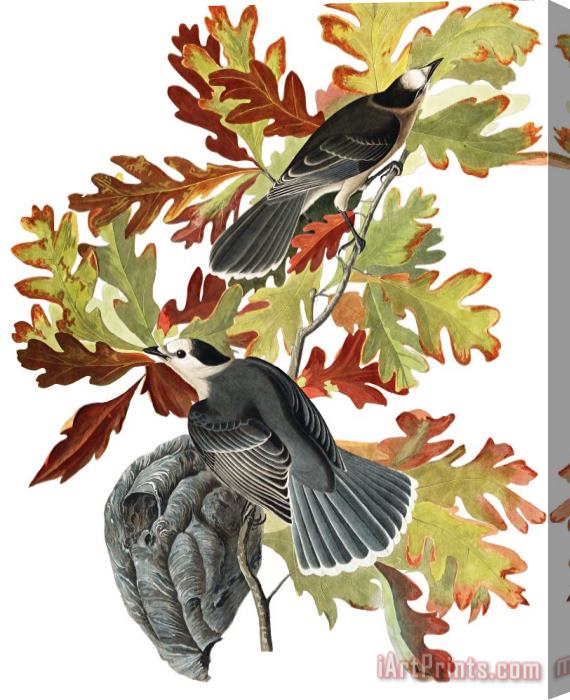 John James Audubon Canada Jay Stretched Canvas Print / Canvas Art