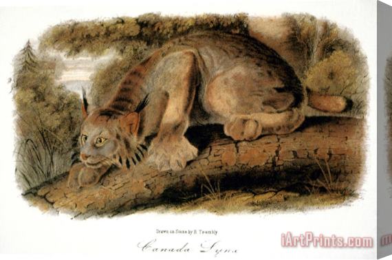 John James Audubon Canada Lynx 1846 Stretched Canvas Painting / Canvas Art