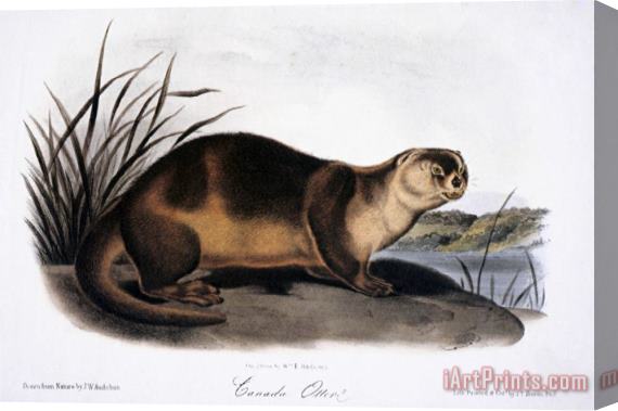 John James Audubon Canada Otter 1846 Stretched Canvas Print / Canvas Art