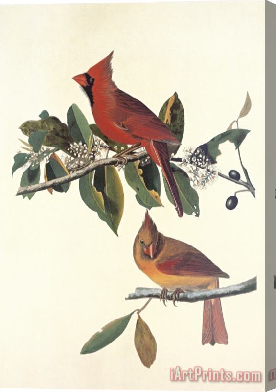 John James Audubon Cardinal Grosbeak Stretched Canvas Print / Canvas Art