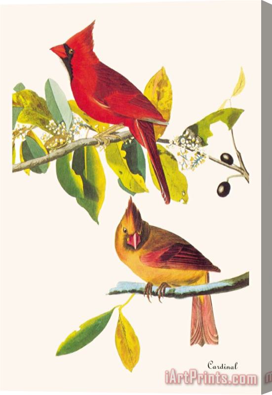 John James Audubon Cardinal Stretched Canvas Print / Canvas Art