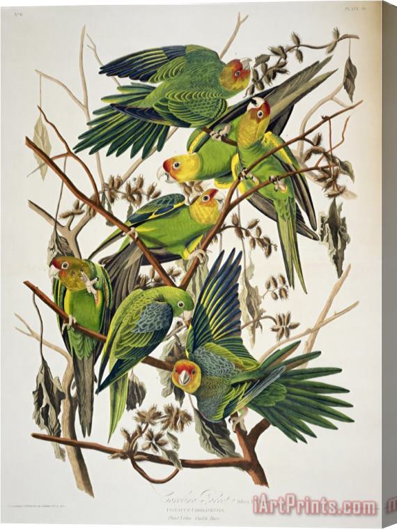 John James Audubon Carolina Parakeet From Birds of America 1829 Stretched Canvas Painting / Canvas Art