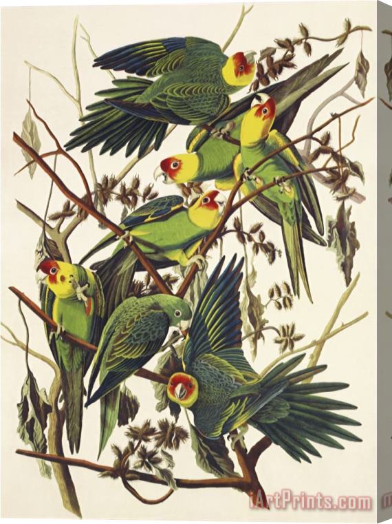 John James Audubon Carolina Parrot Stretched Canvas Painting / Canvas Art