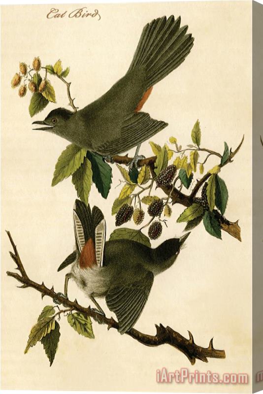 John James Audubon Cat Bird Stretched Canvas Painting / Canvas Art